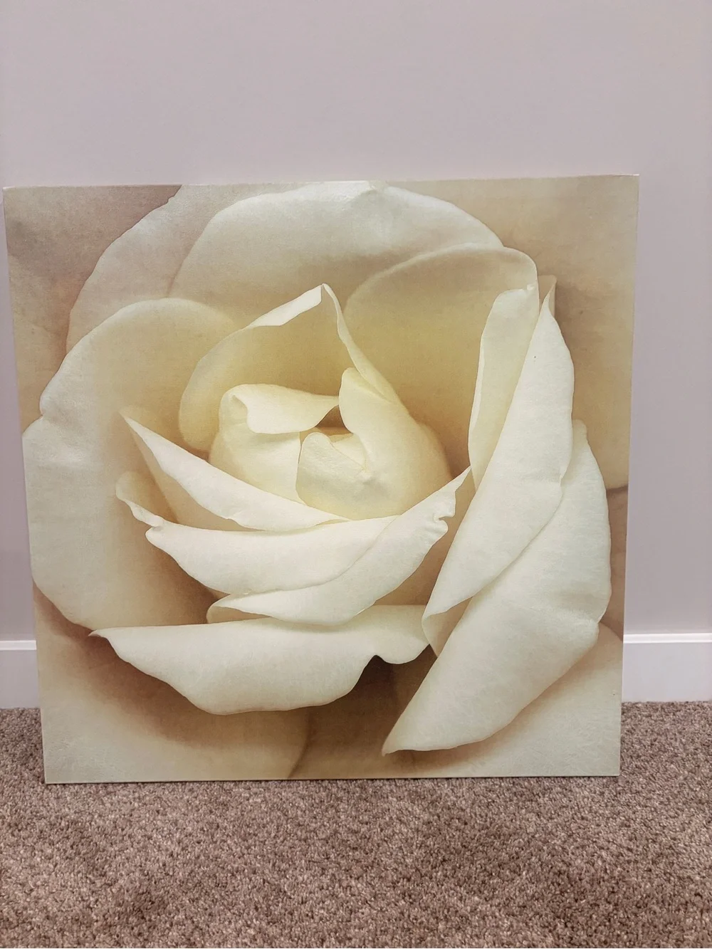 Serene Cream Rose Wall Art Canvas